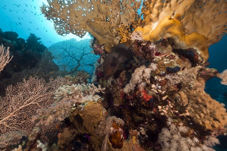 Tropical reef in the Red Seaの写真素材