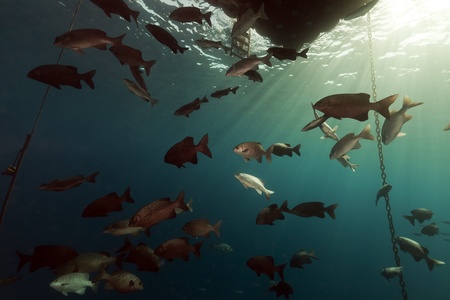 Fish under a floating pier in the Red Seaの写真素材