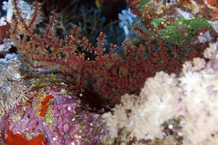 Siphonogorgia in the Red Sea