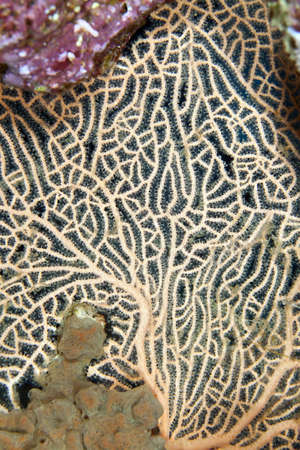 Detail of a sea fan in the Red Seaの写真素材