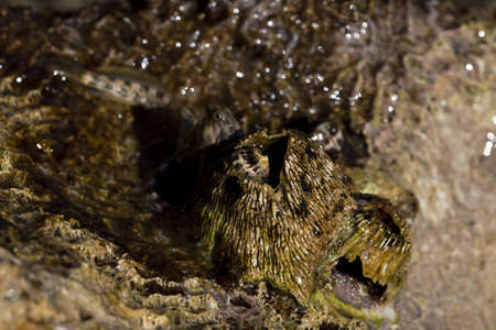 Red Sea rockskipper 