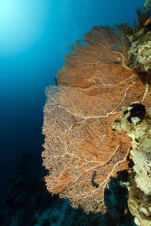 Triopical underwater world in the Red Seaの写真素材