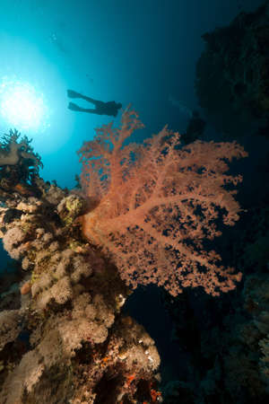 Triopical underwater world and diver in the Red Seaの写真素材