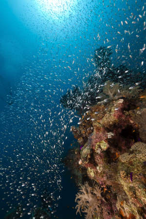 Triopical underwater world in the Red Seaの写真素材