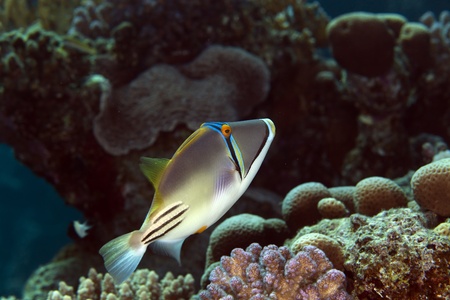trigger fish in the Red sea