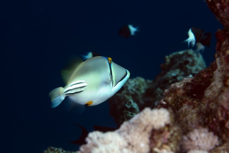 trigger fish in the Red sea