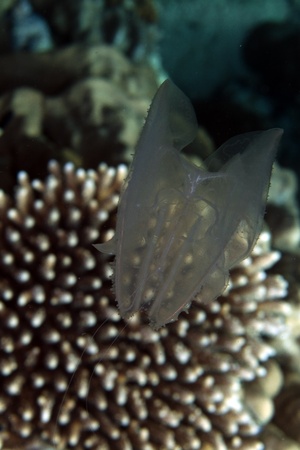 Siphonofore in the Red seaの写真素材