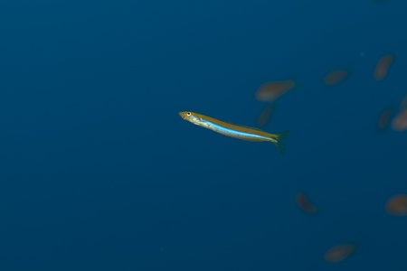 Scale-eating sabretooth blenny in the Red seaの写真素材