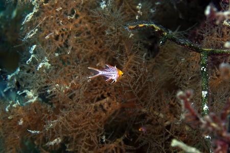 Lyretail hogfish in the Red seaの写真素材