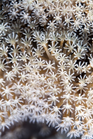 Detail of leather coral in the Red seaの写真素材