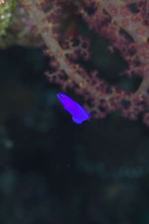 Orchid dottyback in the Red seaの写真素材