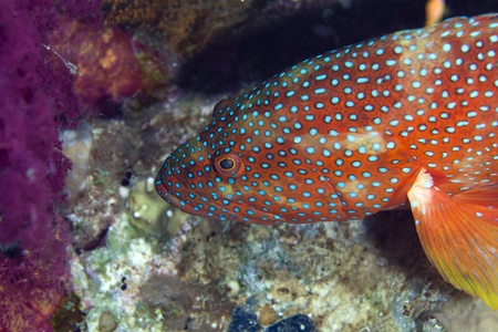 Coral hind in the Red seaの写真素材