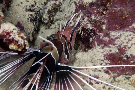 Lionfish in de Red Sea