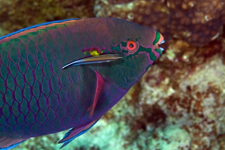 Parrotfish in de Red Seaの写真素材