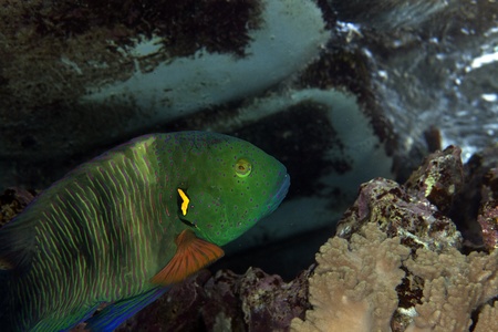 Broomtail wrasse in de Red Seaの写真素材