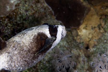 Masked puffer in de Red Seaの写真素材