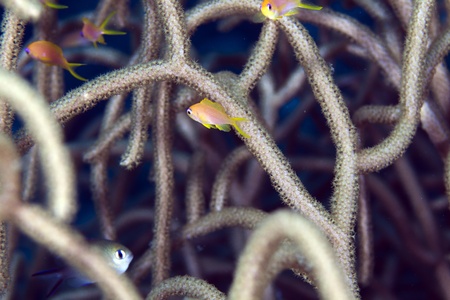 Anthias in branching coral の写真素材