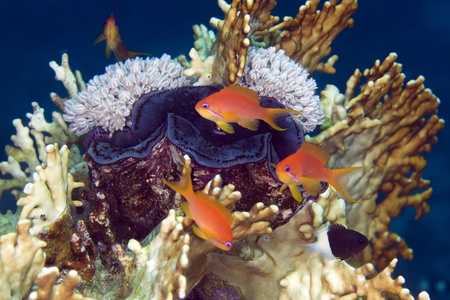 Giant clam and anthias in de Red Seaの写真素材