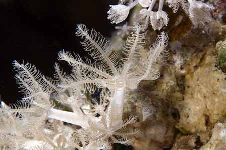 Soft coral in de Red Sea