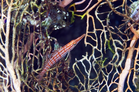 Longnose hawkfish in de Red Seaの写真素材