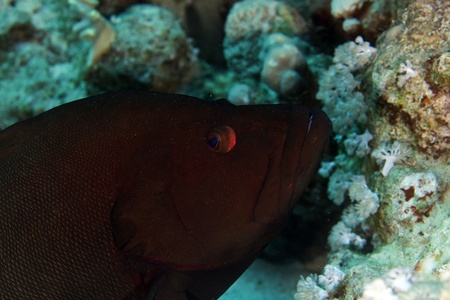 Redmouth grouper in de Red Seaの写真素材