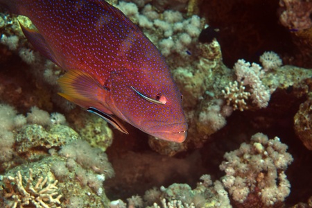 Coralgrouper and cleaner wrasse in de Red Seaの写真素材