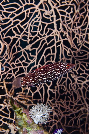 Diana hogfish in de Red Seaの写真素材