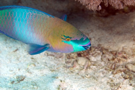 Parrotfish in de Red Seaの写真素材