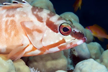 Blacktip grouper in de Red Seaの写真素材