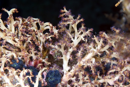 Soft coral detail in de Red Seaの写真素材