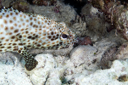 Greasy grouper in the Red Seaの写真素材