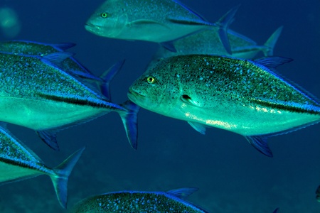 Bluefin trevally in the Red Seaの写真素材