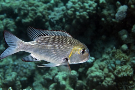 Bigeye emperor in the Red sea.