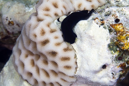 yellow lip shield slug in the Red sea.の写真素材