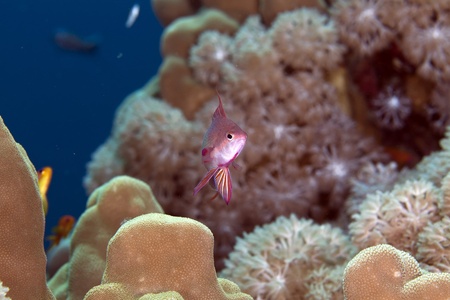 Lyretail anthias in the Red Seaの写真素材
