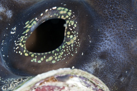 Detail of a giant clam in the Red Seaの写真素材