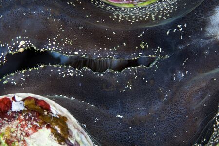 Detail of a giant clam in the Red Seaの写真素材