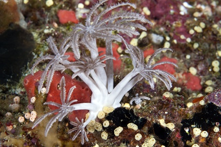 Palm tree coral in the Red Seaの写真素材