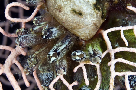 Ascidian cluster in a sea fanの写真素材
