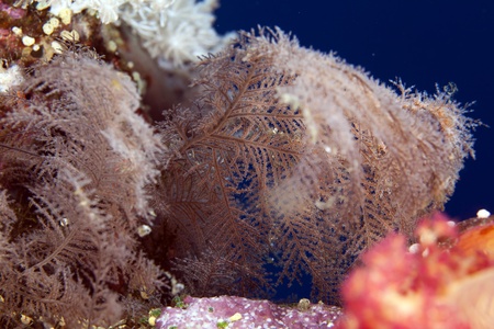 Hydroid in the Red Sea.の写真素材