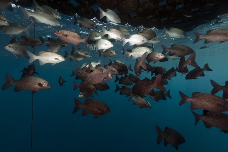 Floating pier and fish in the Red Seaの写真素材