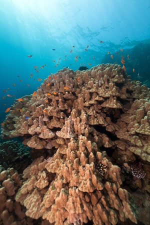 Mountain coral in the Red Seaの写真素材