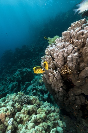 Butterflyfish in the Red Seaの写真素材