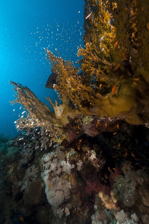Fish and coral  in the Red Seaの写真素材