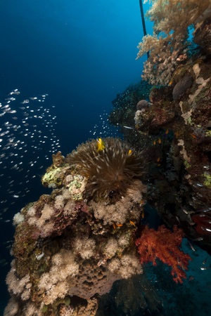 Glass fish and coral  in the Red Seaの写真素材