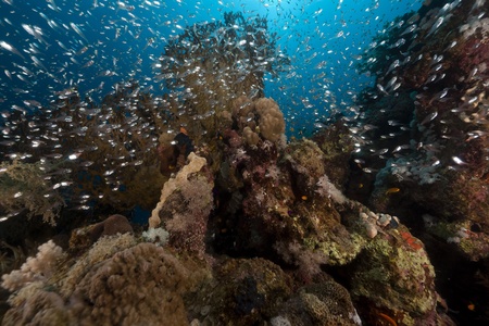 Glass fish and coral  in the Red Seaの写真素材