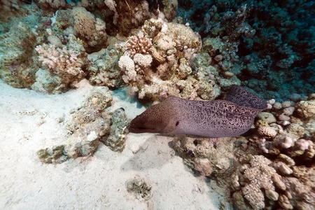 Giant moray free swimming in the Red Seaの写真素材