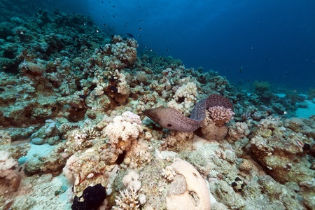 Giant moray free swimming in the Red Seaの写真素材