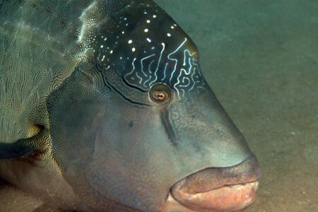 Close-up of a napoleon wrasse in the Red Sea.の写真素材