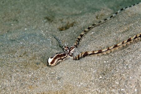 Mimic octopus in the Red Sea.の写真素材